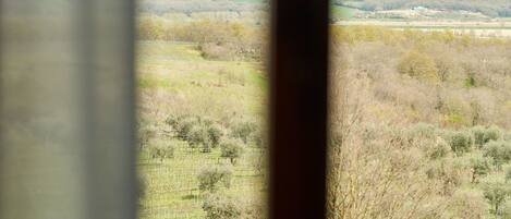 A window view of a rural landscape with fields and trees.