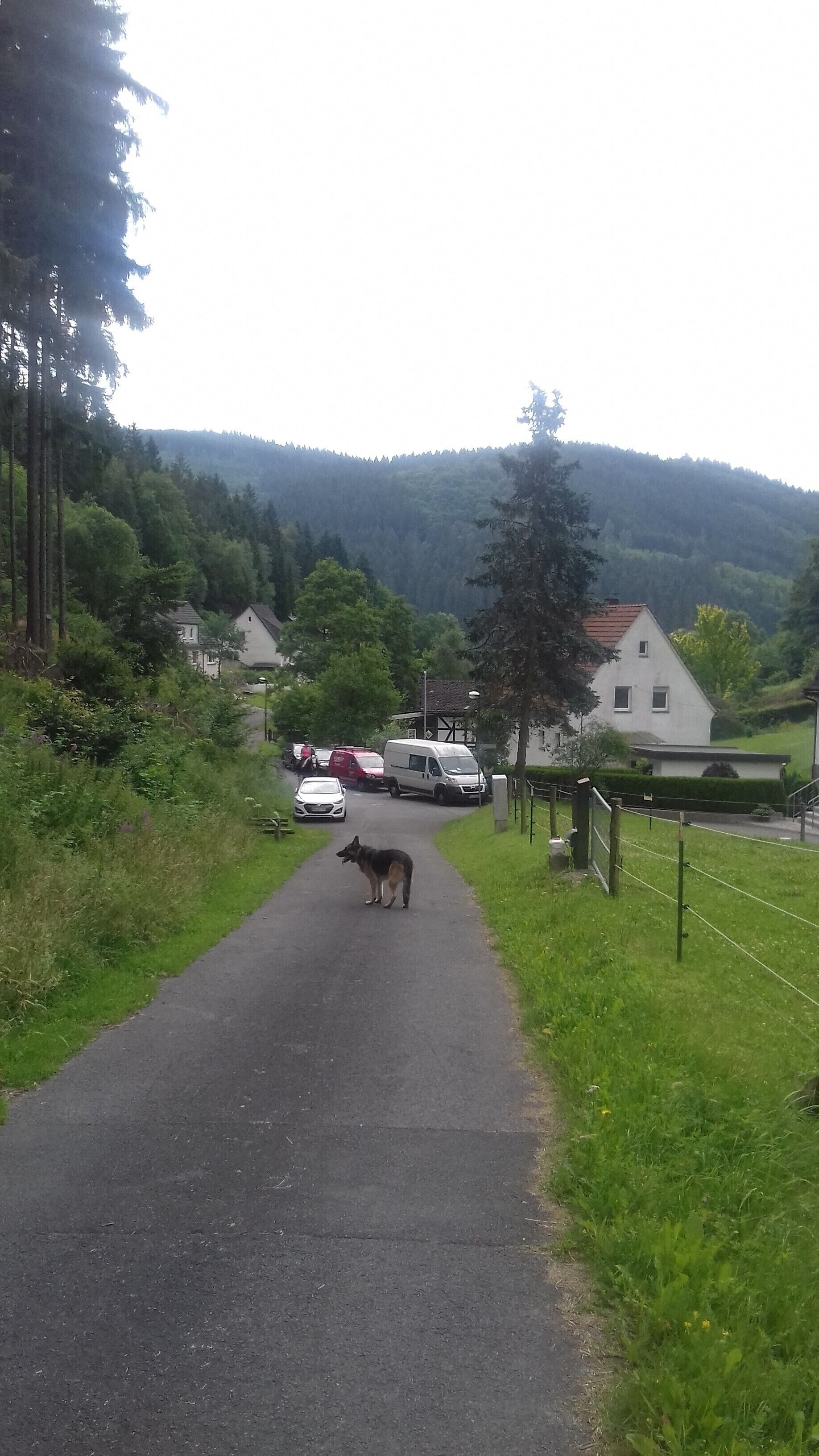 Un camino rural con un perro caminando, rodeado de vegetación y casas.