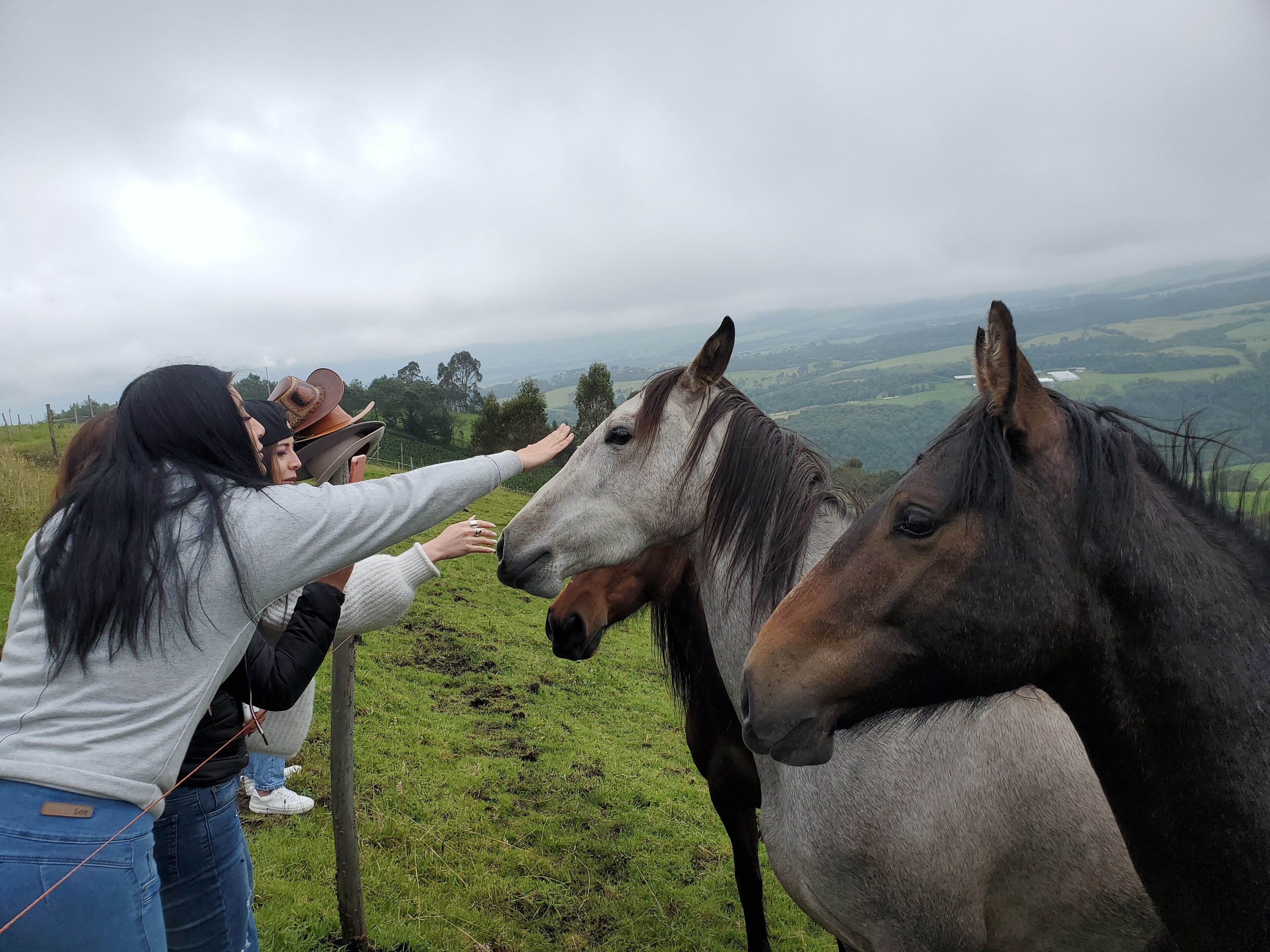 Una persona acariciando dos caballos en una colina cubierta de hierba, con vistas al campo.