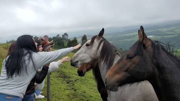 Una persona acariciando dos caballos en una colina cubierta de hierba, con vistas al campo.