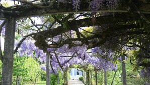 A pathway under a pergola with purple flowers, leading to a building with blue shutters.