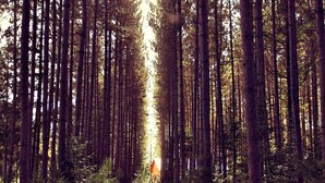 A forest with tall trees and a path leading through it. - Cozy Suite 15 min away from Mt Tremblant. Pet Friendly (Mont-Tremblant)