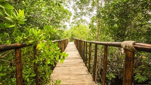 A wooden boardwalk surrounded by dense green foliage.