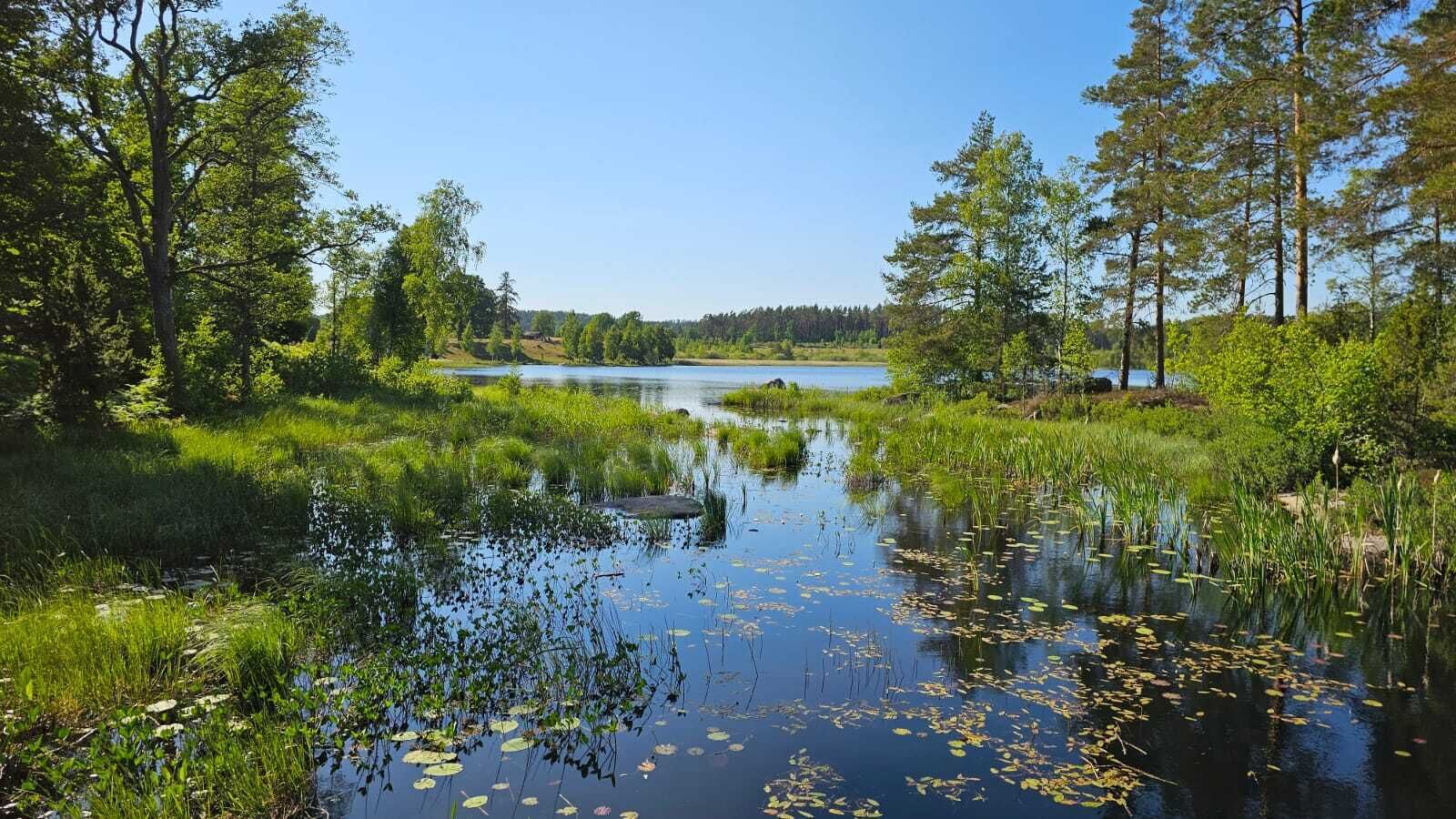 Un paysage paisible au bord d’un lac, avec une étendue d’eau calme entourée d’une végétation luxuriante et de grands arbres.