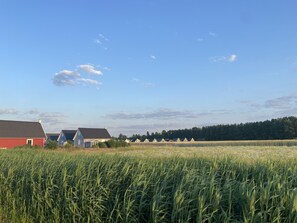 Un paysage rural avec un champ d’herbes hautes, une grange rouge et plusieurs petites maisons blanches aux toits en pente.