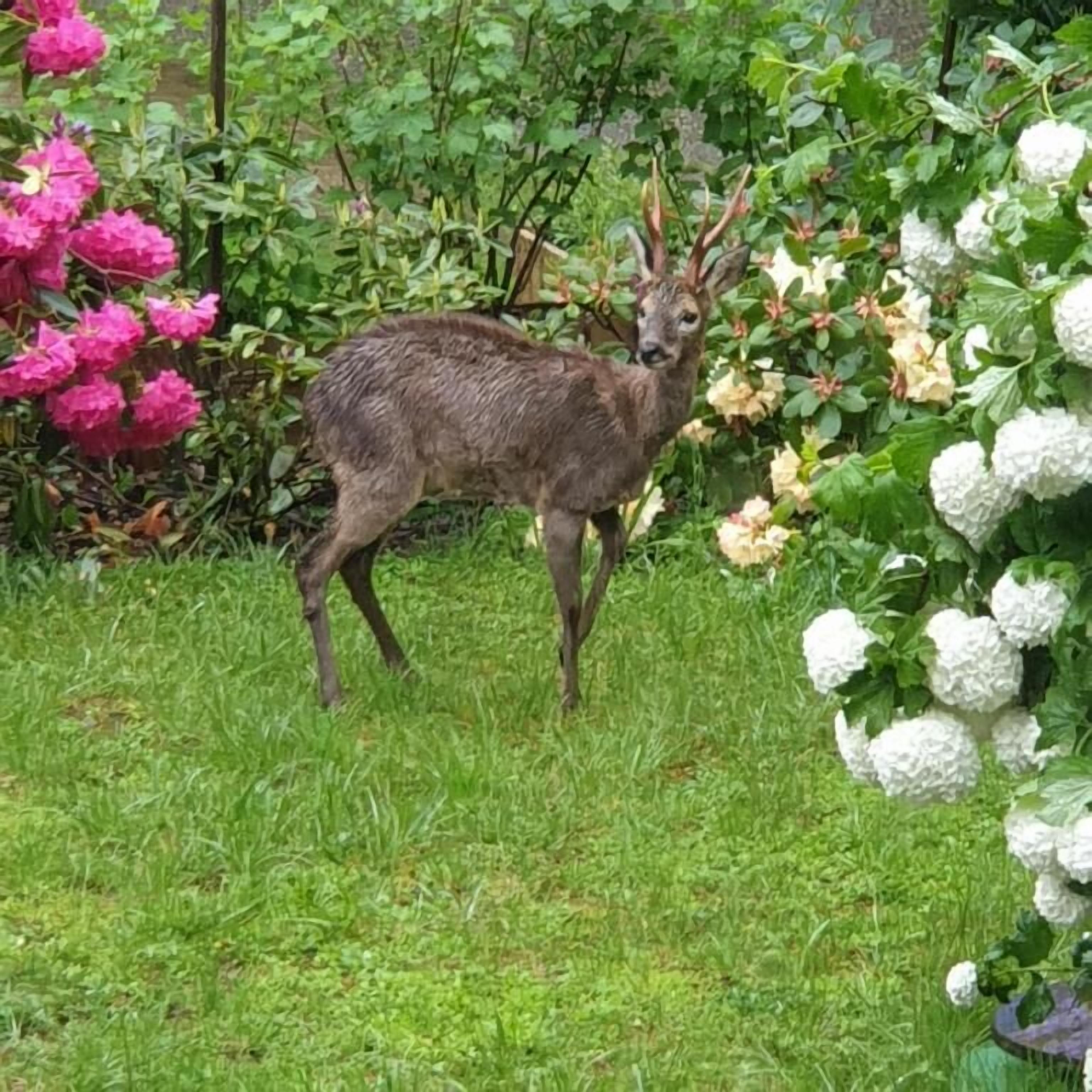 En hjort i en have med græs og blomstrende planter.