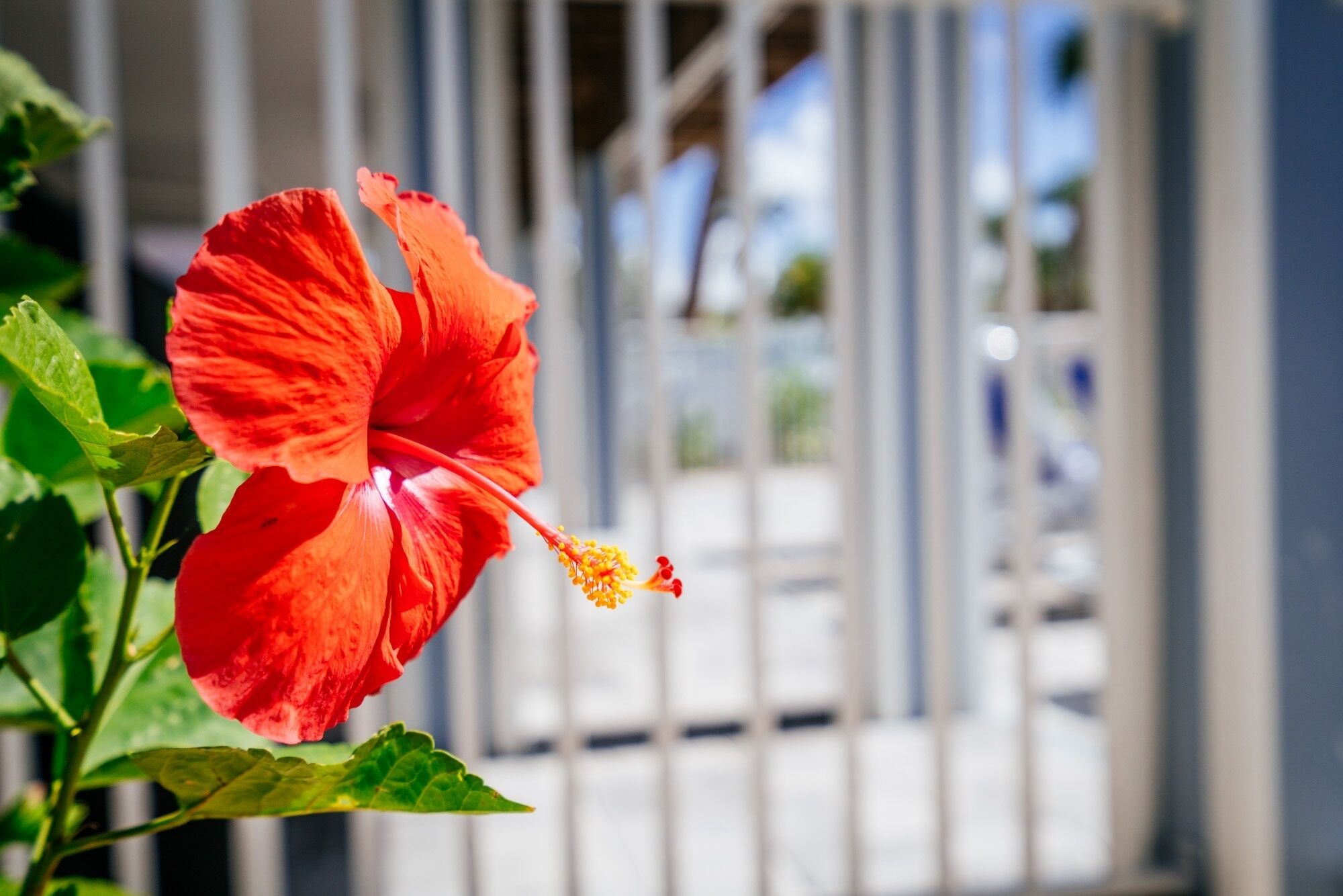 Une fleur d’hibiscus rouge, épanouie, sur fond flou d’un bâtiment et d’un ciel dégagé.