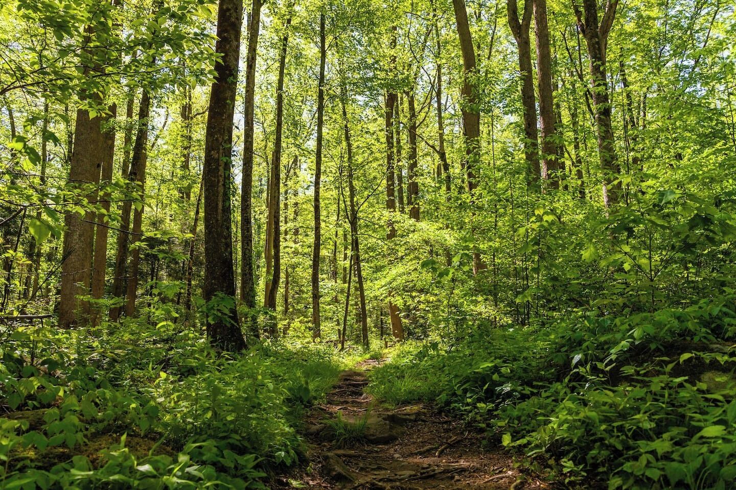 Un sentier forestier bordé de grands arbres et entouré d’un feuillage dense.