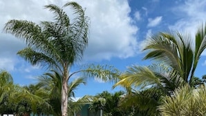 Un jardin tropical avec des palmiers et un bâtiment doté d’une porte rouge.