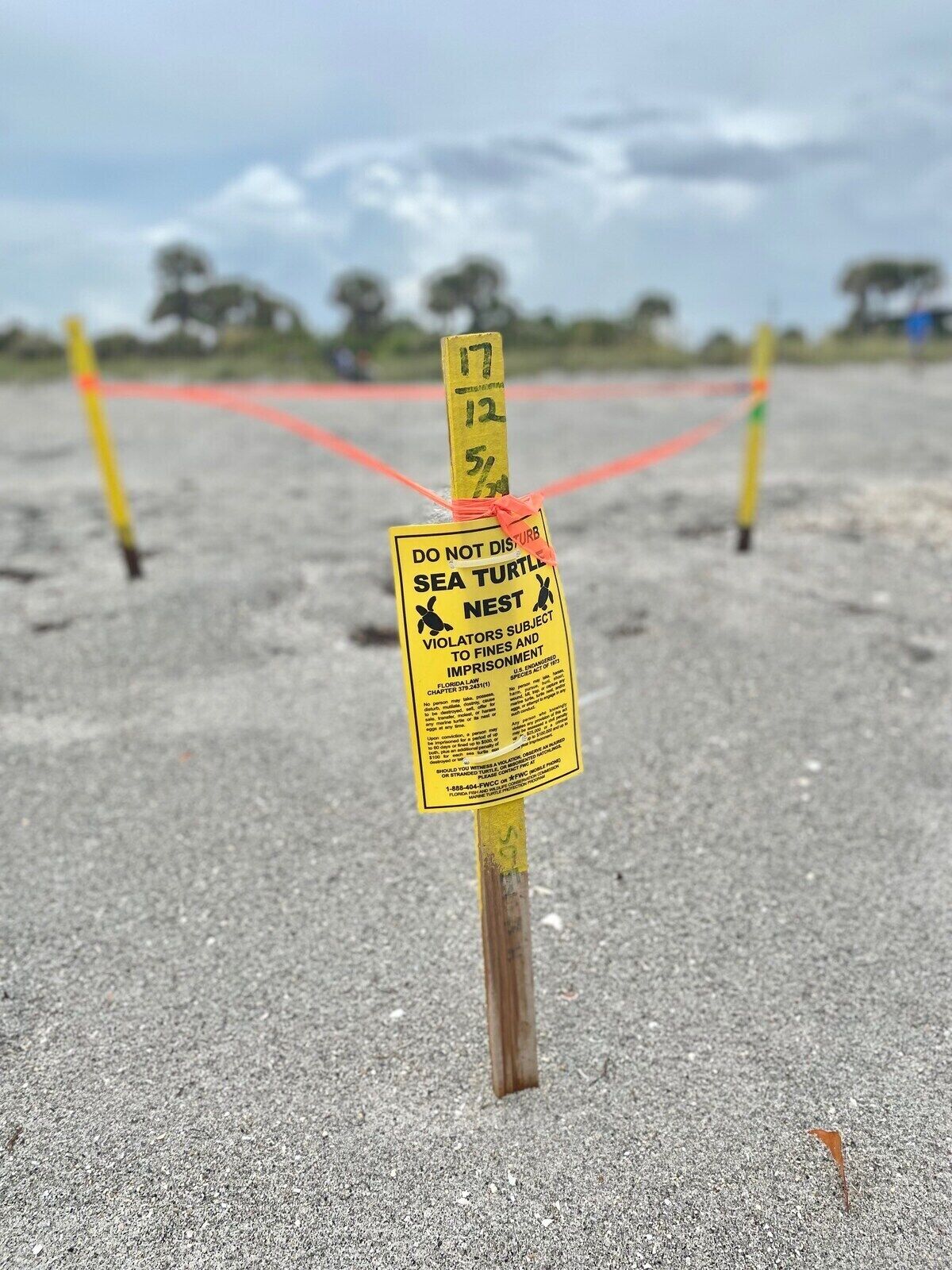 Una spiaggia con un cartello che avvisa di non disturbare le tane delle tartarughe marine.