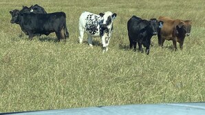 A group of cattle in a field. - Retreat to nowhere. (Petrolia)