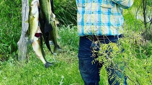A person holding two fish, standing in a grassy area with trees and a wooden post in the background. - Retreat to nowhere. (Petrolia)