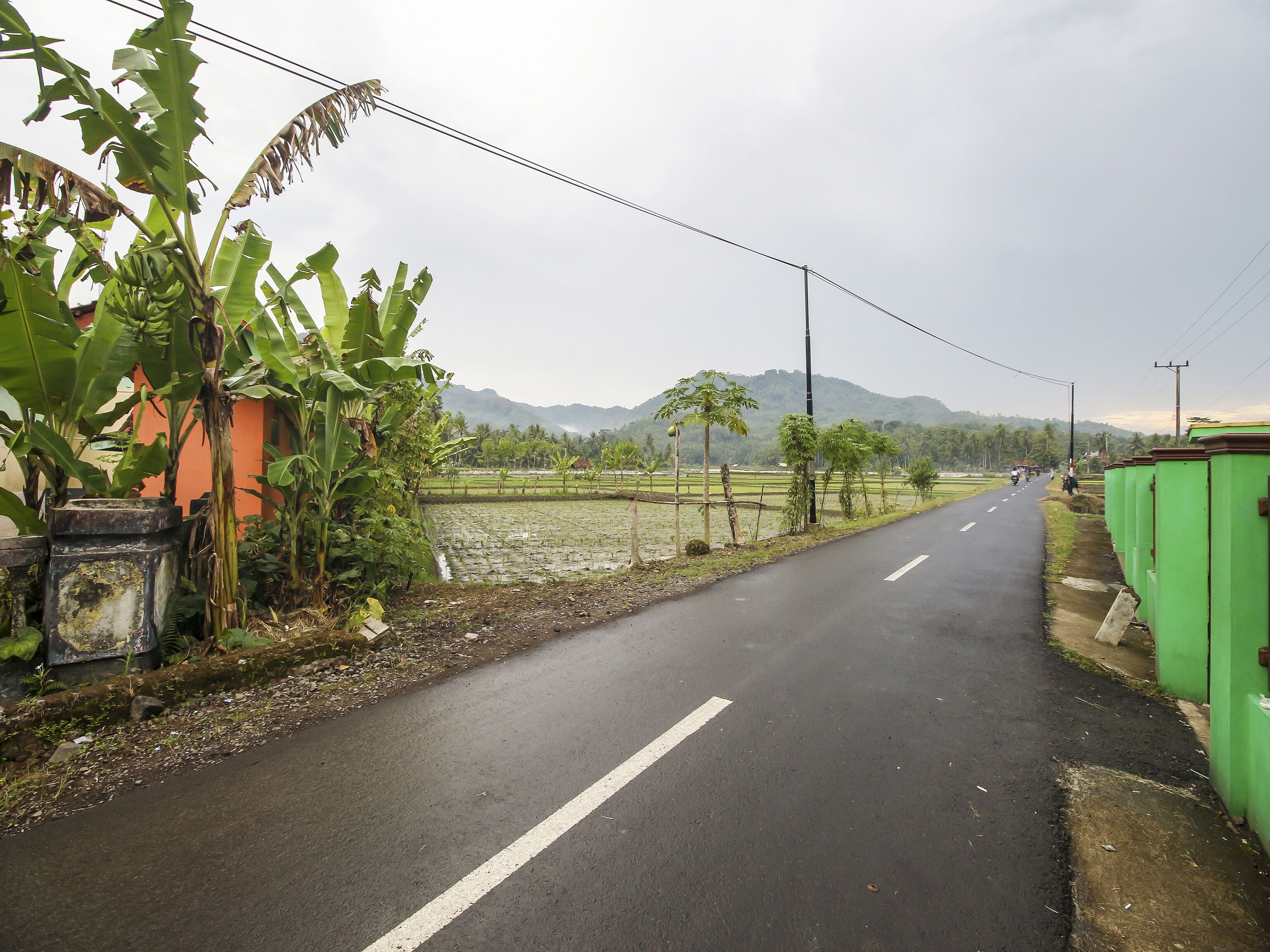 Uma estrada rural ladeada por bananeiras e uma cerca verde.
