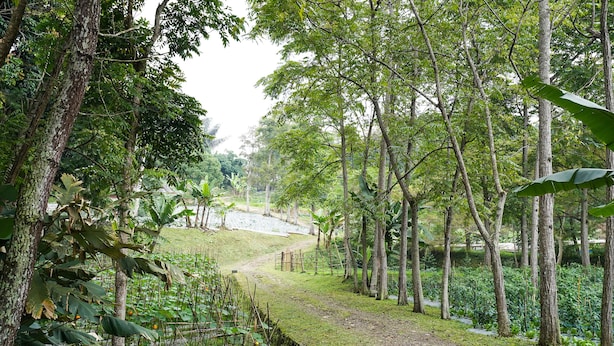 A pathway through a lush, green forest with tall trees and dense foliage. - OYO Homes 91008 Eco Tourism Desa Cibodas Babakan Gentong 1 Syariah (Lembang)