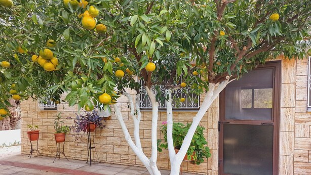 A tree with yellow fruits, potted plants, and a door with a metal gate. - Villa Kavalino (Κολύμπια)