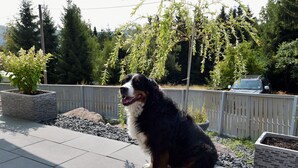 A dog sitting on a patio with a view of a wooden fence and trees in the background.