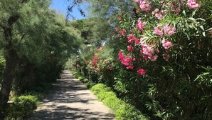 Ein gepflasterter Weg, gesäumt von üppigem Grün und blühenden Sträuchern.