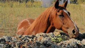 Un caballo descansando cerca de un muro de piedra, con un paisaje rural al fondo, que incluye un edificio blanco y árboles.