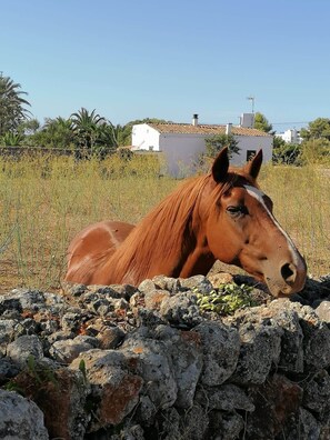Un cheval se repose près d’un mur de pierres, avec un paysage rural en arrière-plan, comprenant un bâtiment blanc et des arbres.