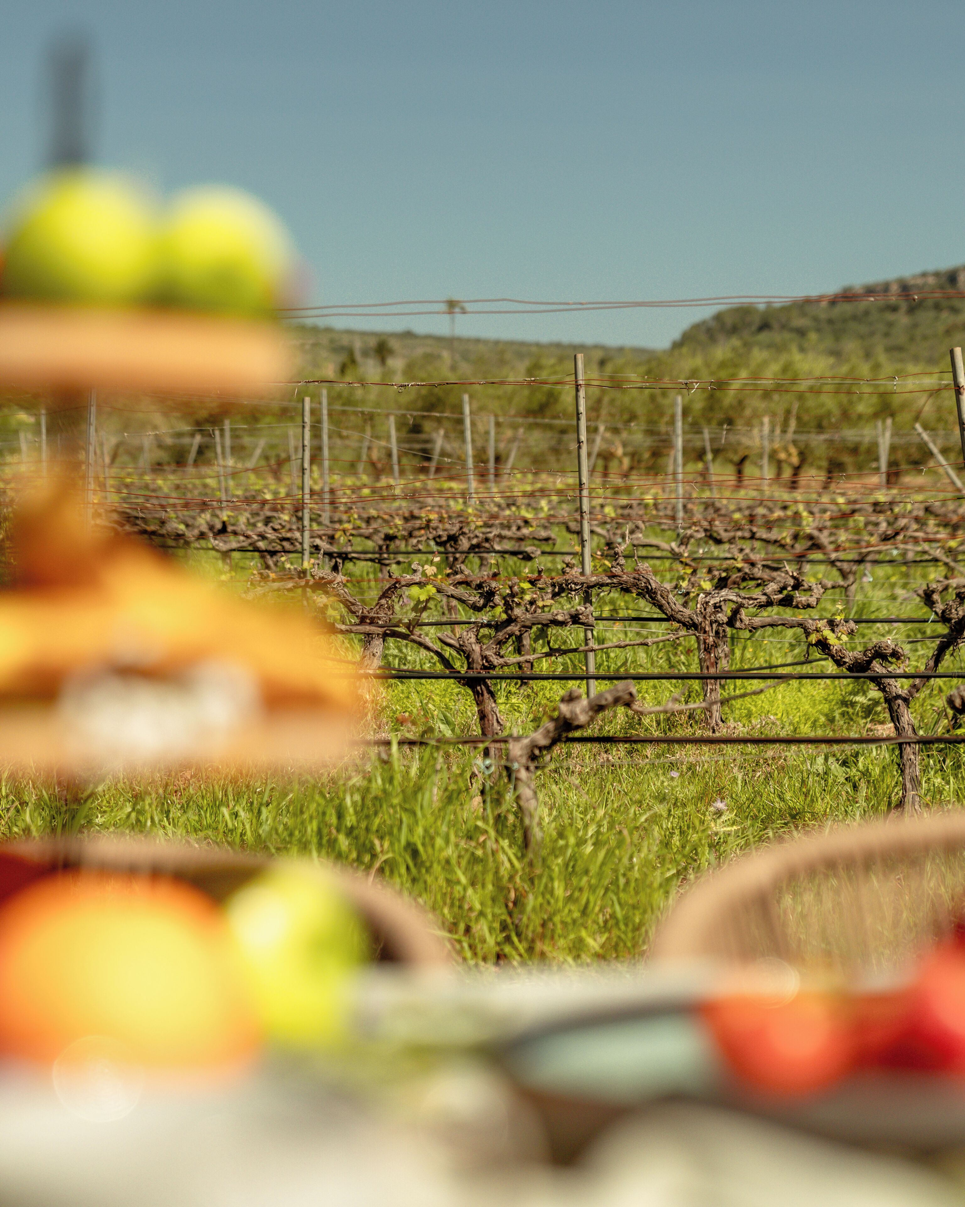 Photo - Agroturismo es Mayolet