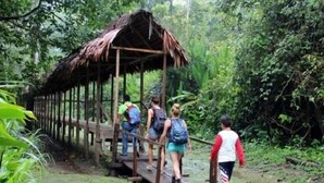 Un puente de madera que lleva a una construcción con techo de paja en un bosque frondoso y verde.