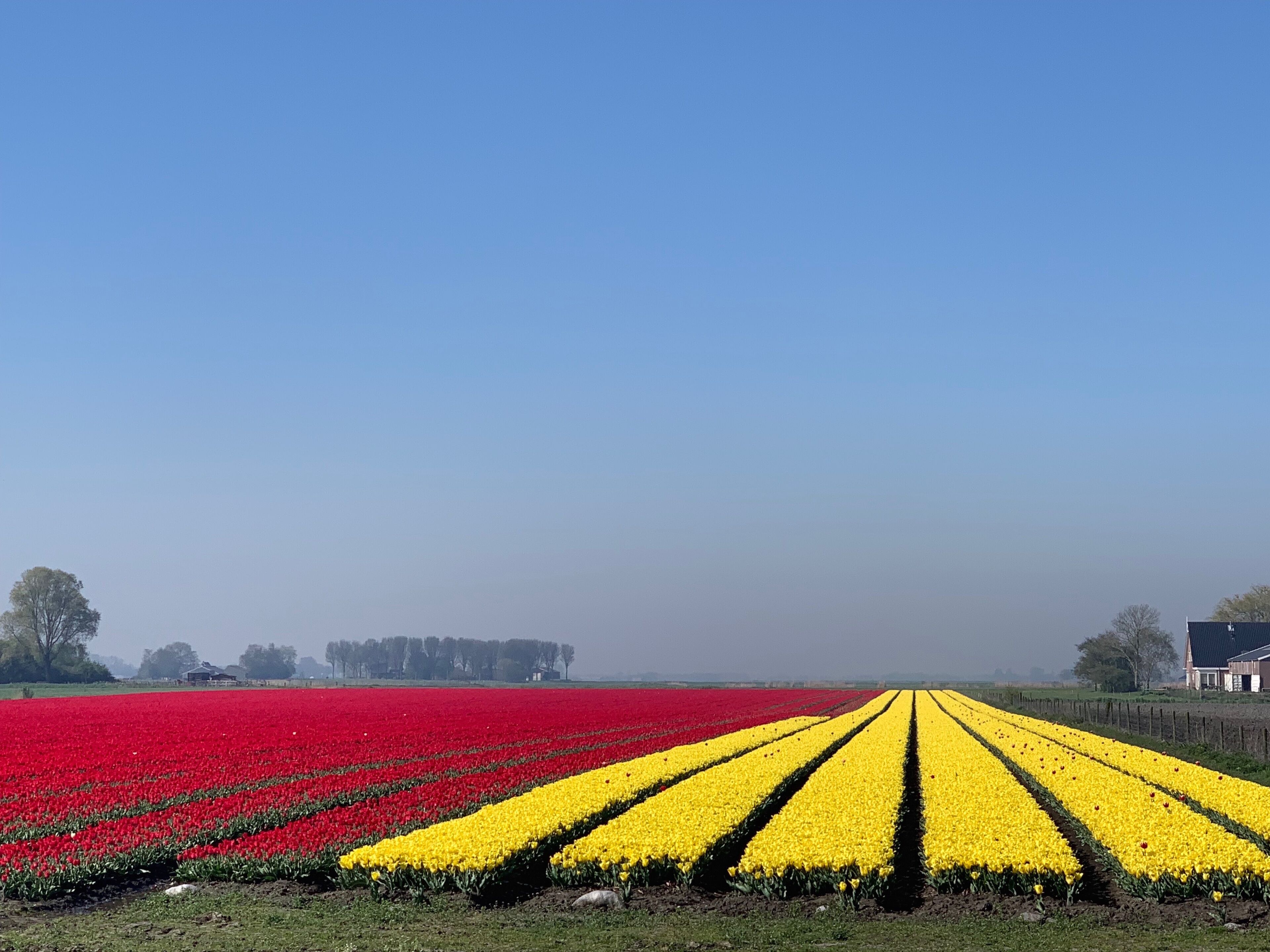 Un campo fiorito di fiori rossi e gialli, con un cielo sereno.