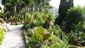 A garden pathway surrounded by various plants and trees. - Villa Saint Henri (Cannes)