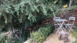 Eine Terrasse mit einer Steinmauer, einem kleinen Tisch und Stühlen sowie einem Hund.