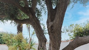 A tree with a thick trunk and branches, surrounded by gravel and small plants. - LILLEAU DES NIGES, Residences Re holiday rentals villa Re (Saint-Clément-des-Baleines)