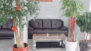 Un salon moderne avec un canapé en cuir foncé, une table basse et trois plantes en pot.