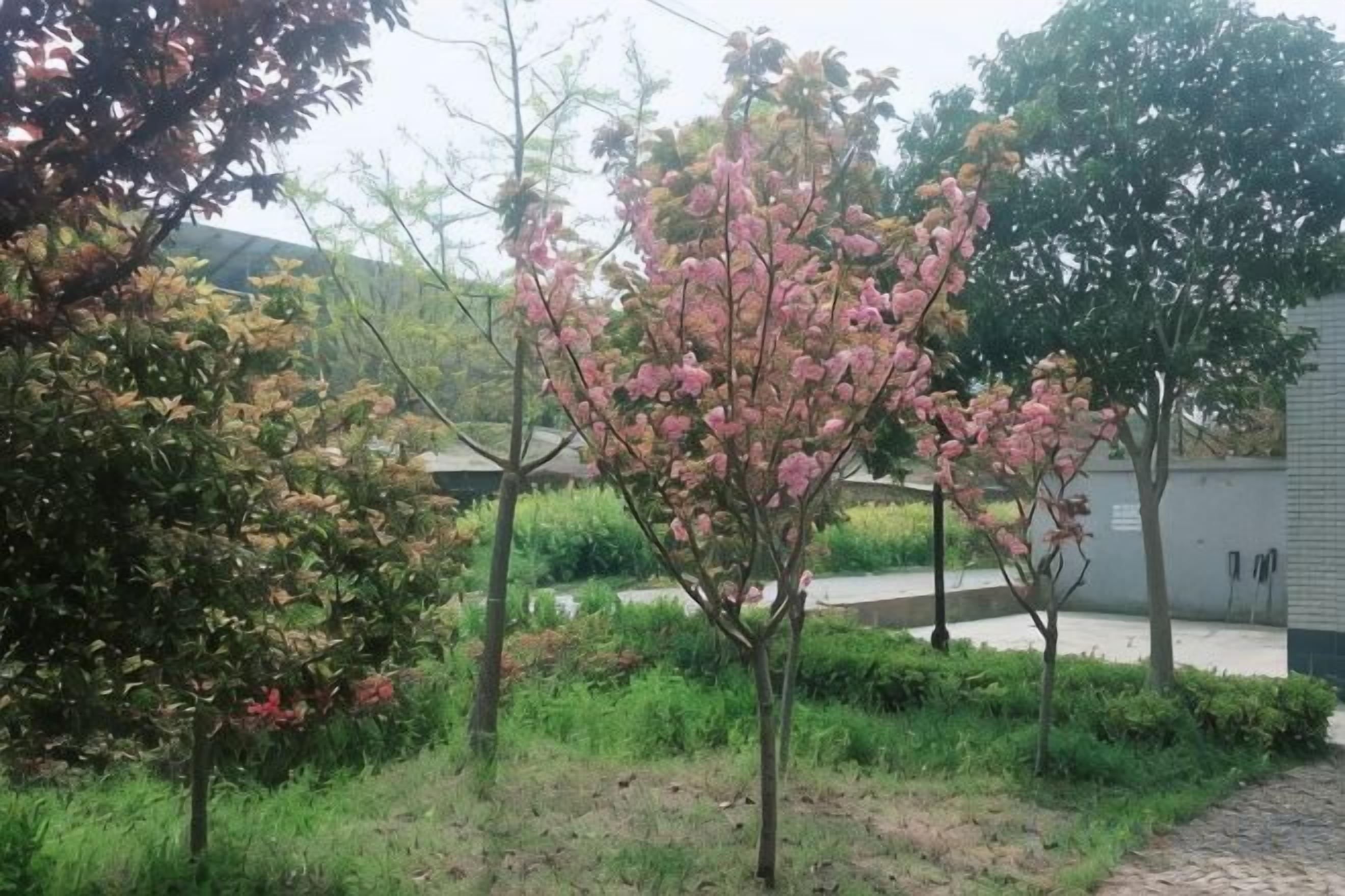 A garden with various trees, including one with pink blossoms, surrounded by greenery and a paved path.