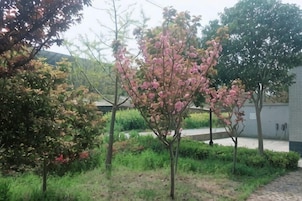 Un jardín con varios árboles, incluyendo uno con flores rosadas, rodeado de follaje y un sendero pavimentado.