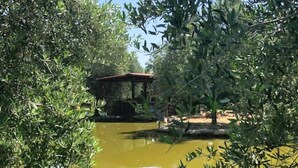 Ein Teich mit einem Pavillon und Bäumen im Vordergrund.