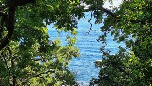 A pathway leading to a body of water, surrounded by trees and greenery. - Apartment Stella (Zupa dubrovacka)