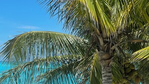 Una playa con una palmera, olas del océano y un muro de piedra.