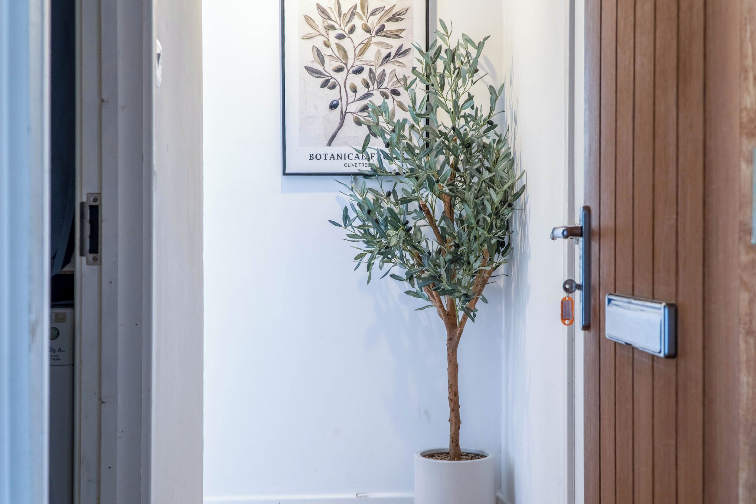 A potted olive tree in a hallway with a wooden door and a framed botanical illustration on the wall.