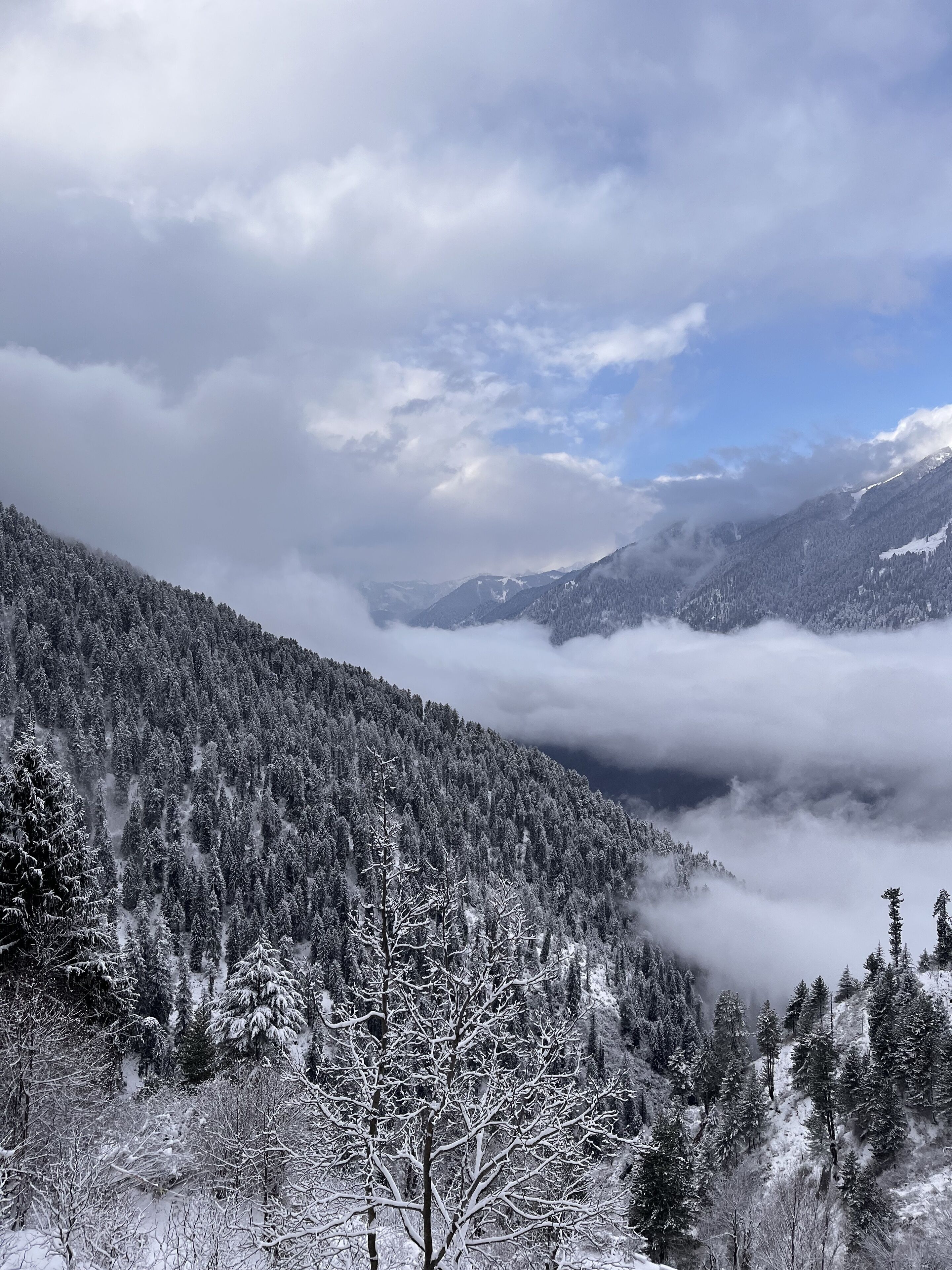 Paesaggio montuoso con alberi innevati e una valle.