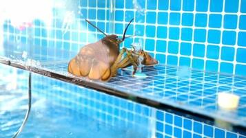 حمام سباحة خارجي