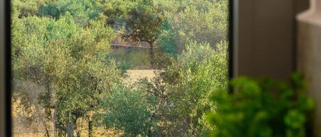 Una finestra con vista su un paesaggio verde, una pianta in vaso e una maniglia di porta.