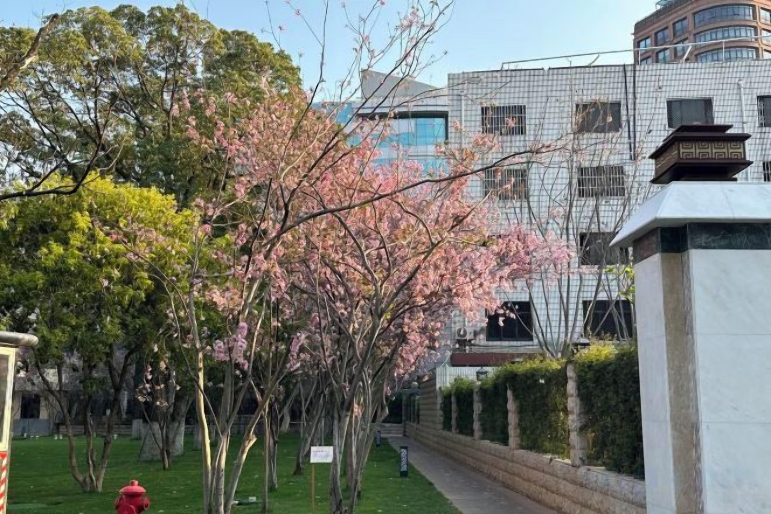 A pathway lined with cherry blossom trees leading to a modern building with a geometric facade.
