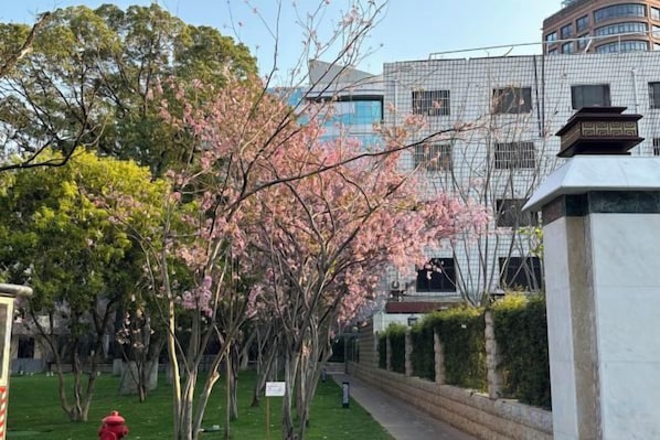 A pathway lined with cherry blossom trees leading to a modern building with a geometric facade.