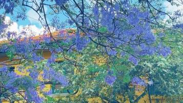 A building with a yellow facade and purple flowering trees in front.
