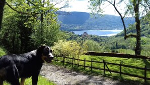 A dog standing on a gravel path with a wooden fence, overlooking a scenic landscape with a lake and hills. - CHALET LES CLARINES between lake and mountains (Bluffy)