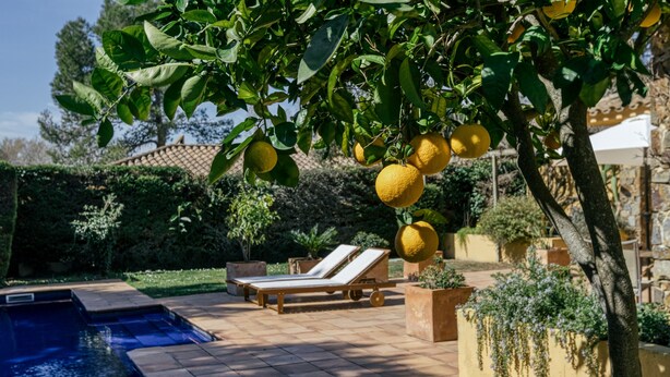 Un espace aménagé au bord de la piscine, avec un fauteuil de relaxation, une petite piscine et un citronnier.