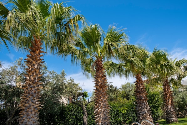 A row of palm trees in a garden setting.
