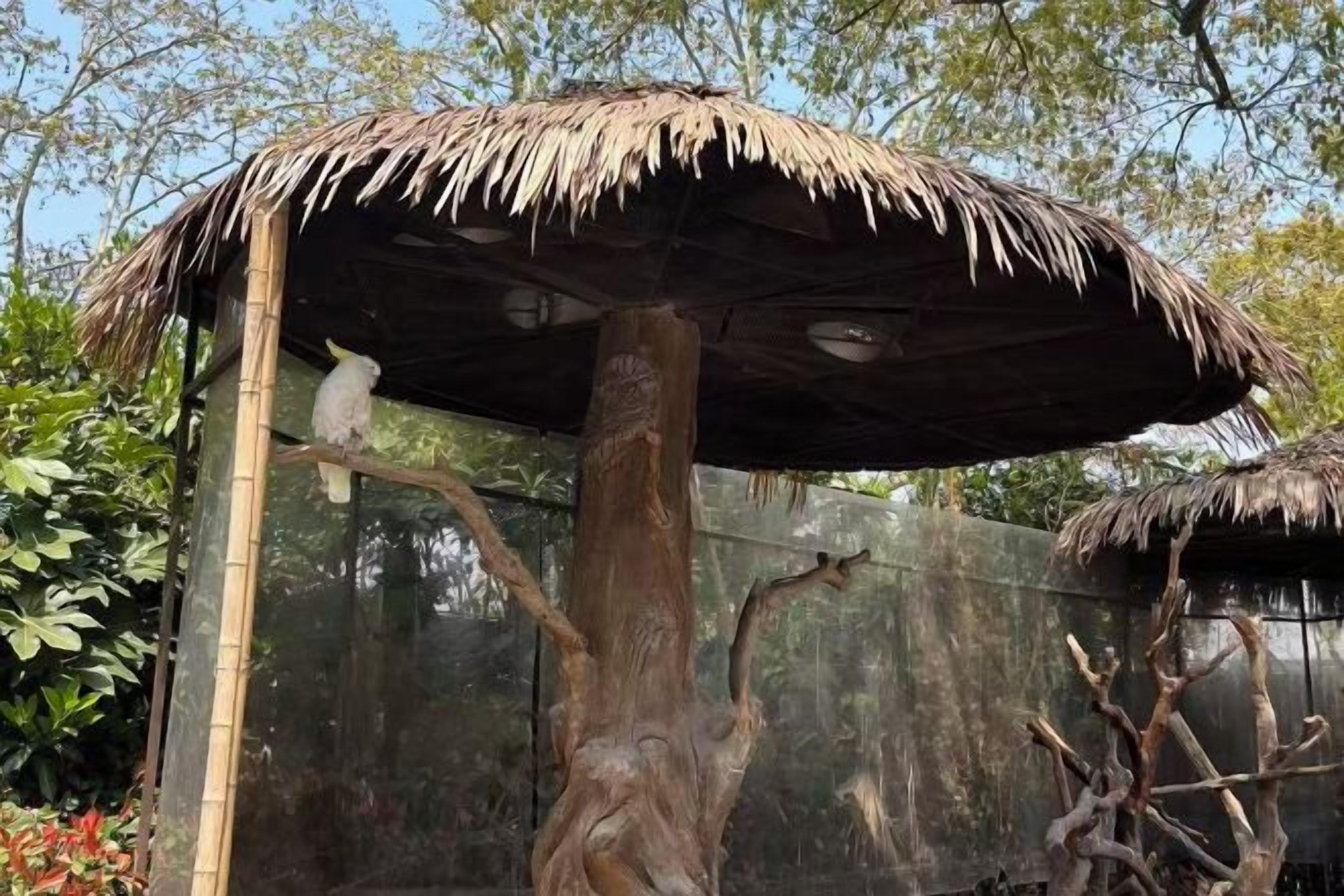 A bird perched on a tree branch under a thatched roof structure.
