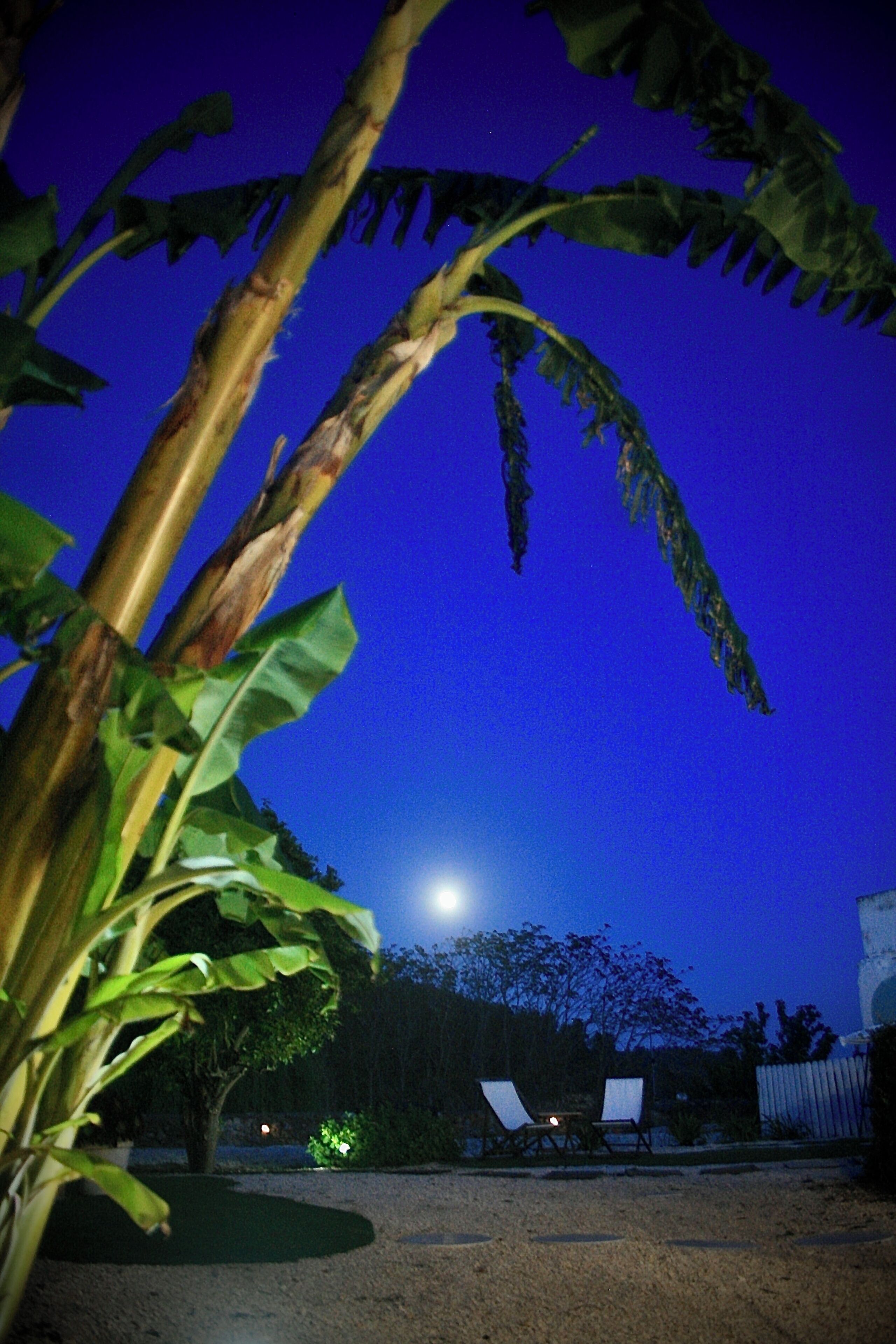 A nighttime outdoor area with a tree, a chair, and a fence.