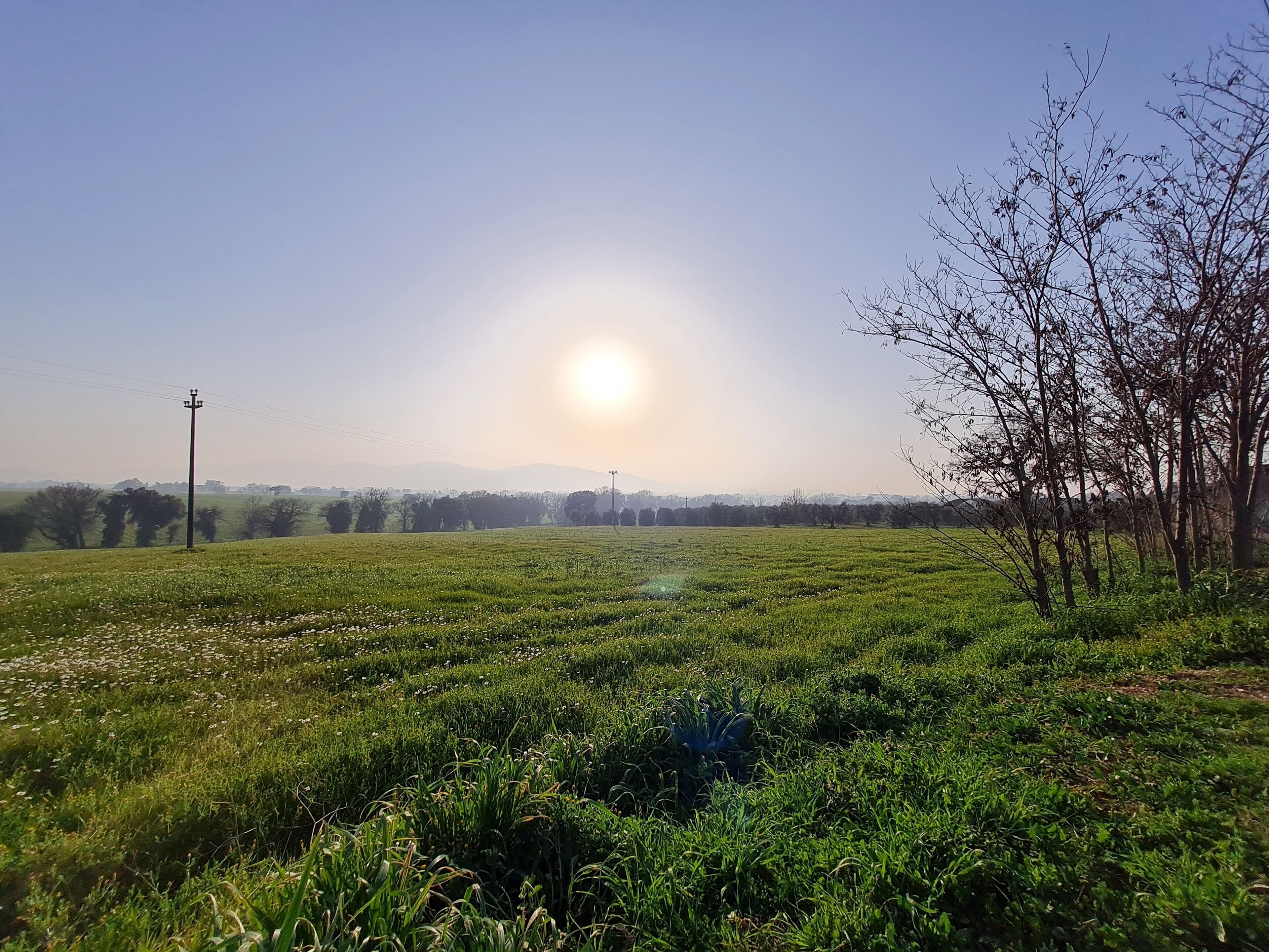 A field with a power line and a tree in the foreground.