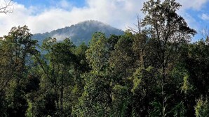 Un campo cubierto de hierba con árboles y una montaña al fondo.