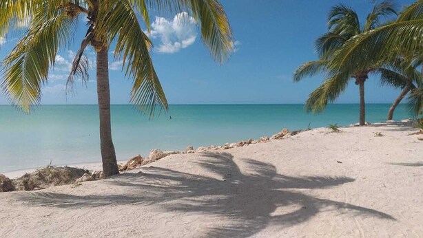 Una playa con palmeras y una vista despejada del océano.
